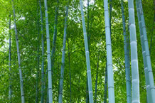 かごしま竹林1