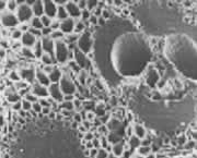 竹炭の細孔 竹炭の細孔